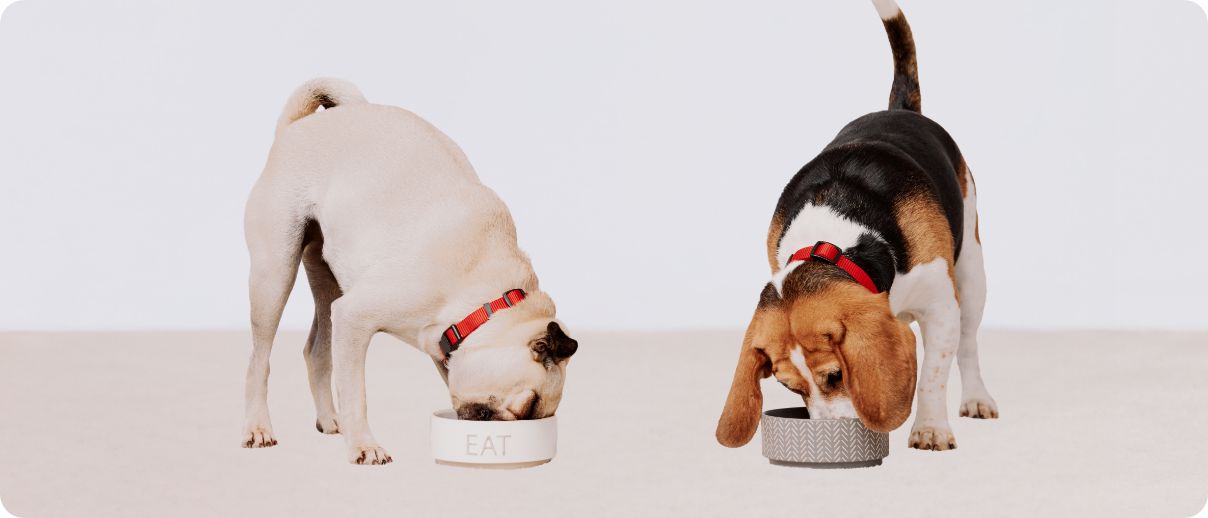 Two dogs eating food out of bowls