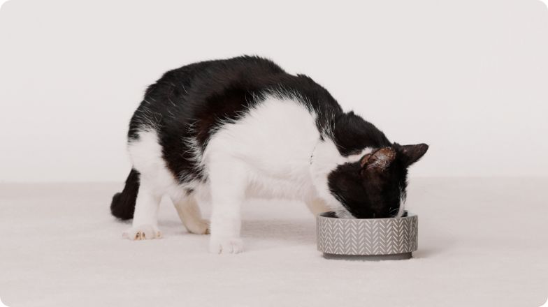 black and white cat eating from a bowl