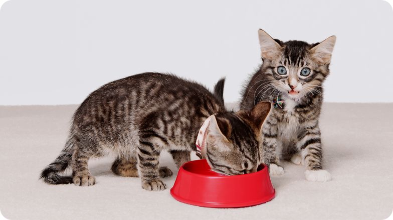 two grey kittens eating from a red  bowl