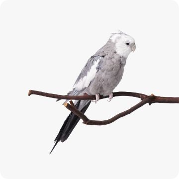 Bird on perch