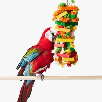 Bird playing with toy