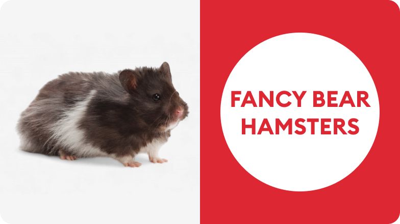 Fancy bear hamster on a white background