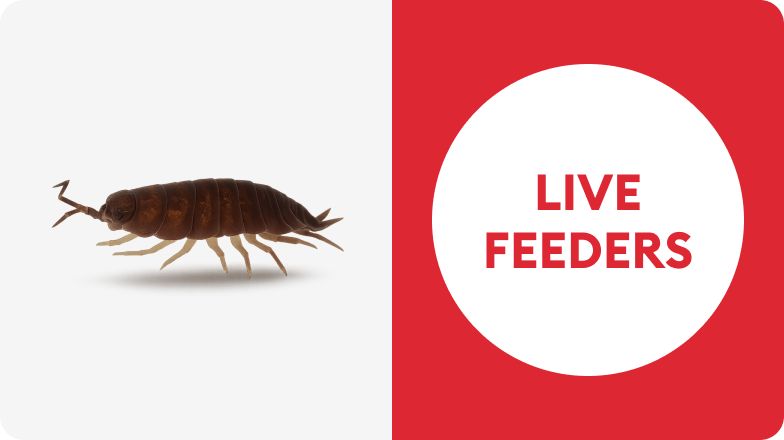 Insect for reptile feeding