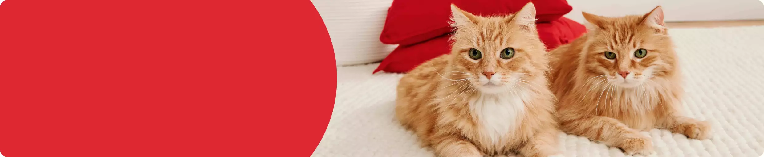 Two orange cats on a bed