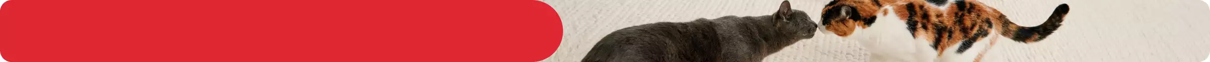 Two cats sniffing each other & Limited-time cat deals! Celebrate a holiday just for cats