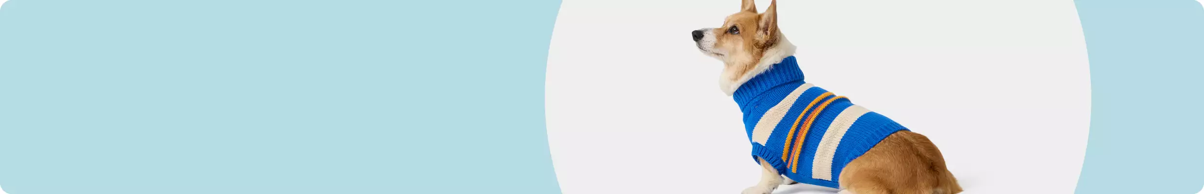 Corgi in a striped knit sweater