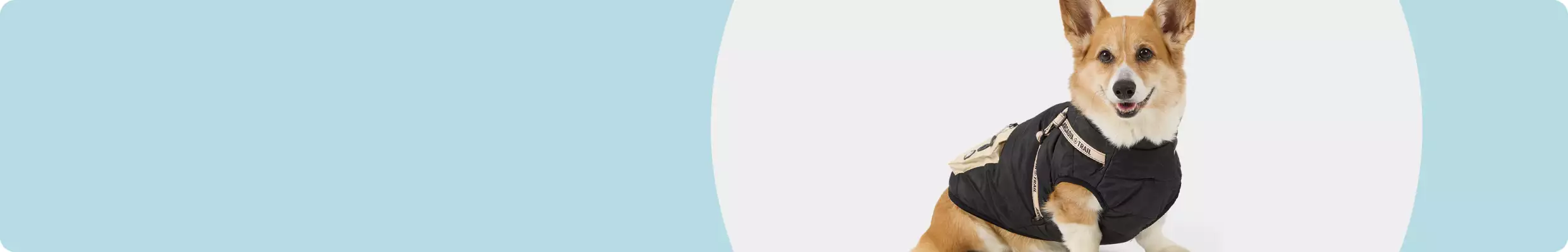 Corgi in a black Arcadia Trail jacket