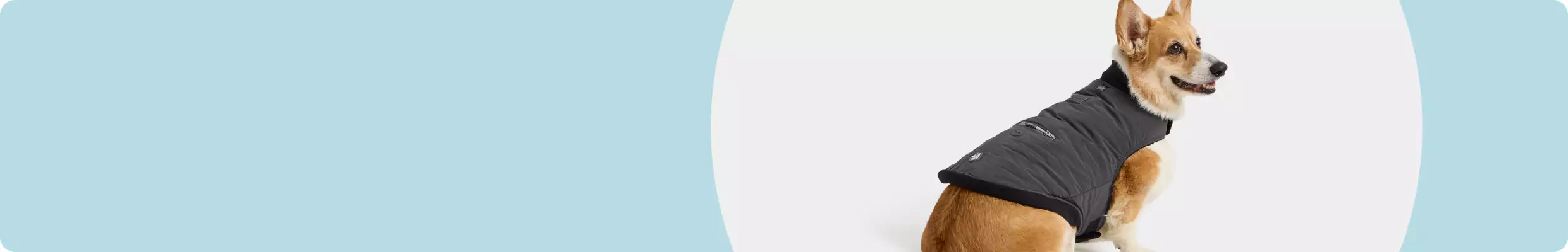 Corgi in a black Arcadia Trail jacket