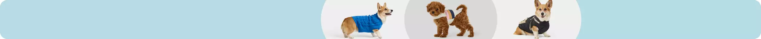 Corgi in sweater, brown dog in jacket, corgi in coat