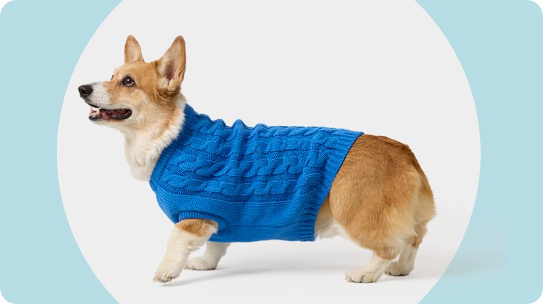 Corgi in blue cable knit sweater