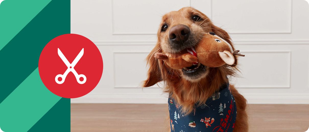 Dog with toy in mouth & festive bandana with grooming logo