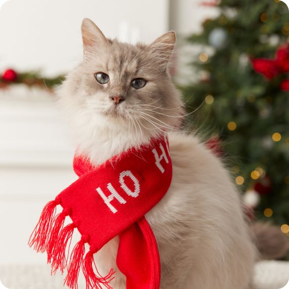 Cat wrapped in Ho Ho Ho red knit scarf