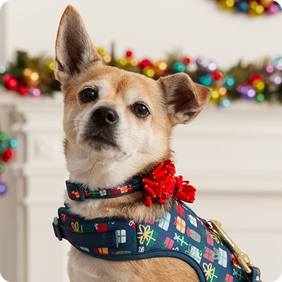 Dog in a festive harness & collar