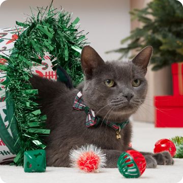 Gray cat peeking out of tunnel toy with balls