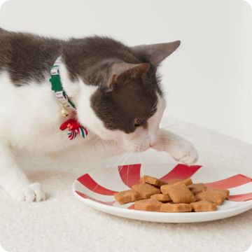 Gray & white cat pawing a treat plate