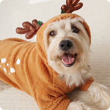 Terrier dog in reindeer outfit