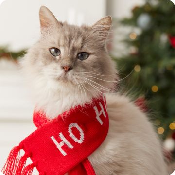 Long-haired tawny cat in red Ho, Ho, Ho scarf