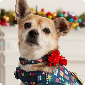 Dog in a festive harness & collar
