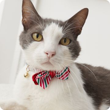 Gray & white cat in red & green striped bow tie