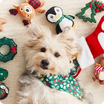 Terrier with variety of toys