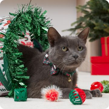 Gray cat with variety of toys