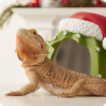 Bearded dragon with Christmas cactus