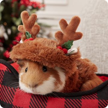 Guinea pig in reindeer outfit