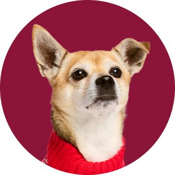 Dog in red knit sweater