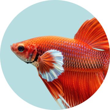 Fancy goldfish with white accents