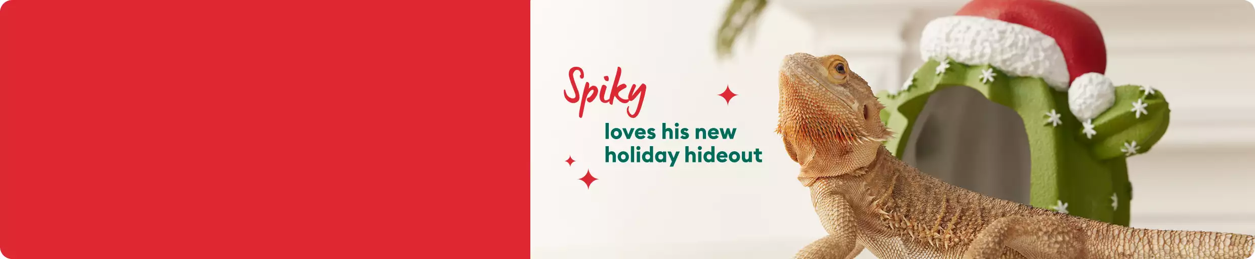 Bearded dragon next to Christmas cactus decor: Spiky loves his holiday hideout 