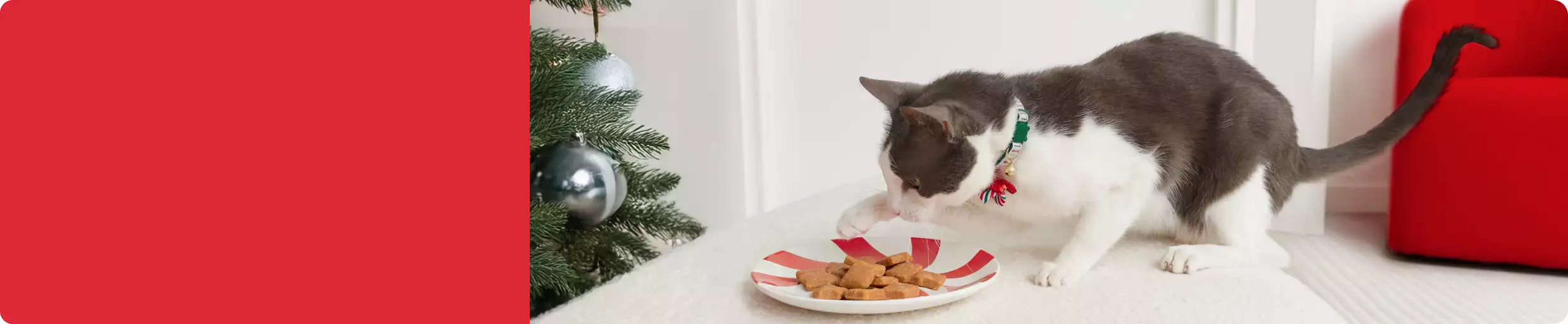 Gray & white cat pawing plate of treats