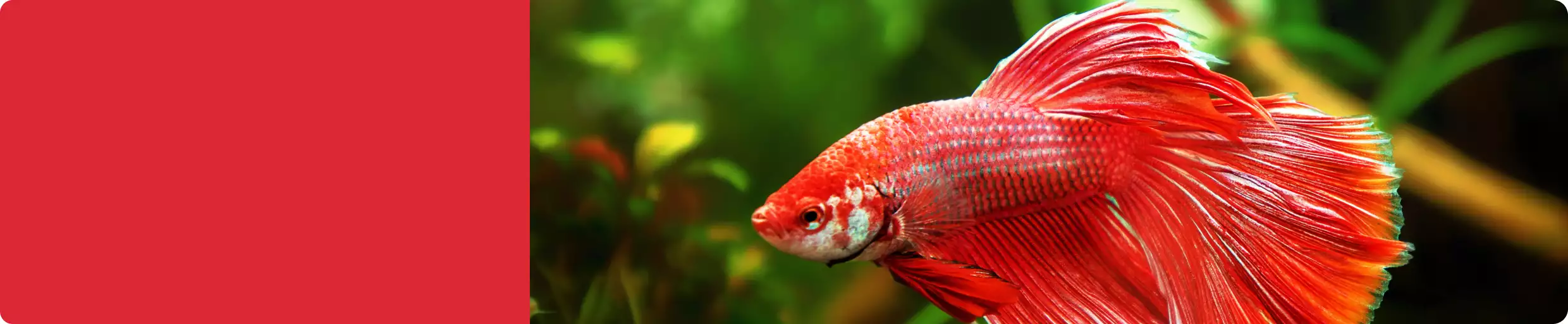 betta swimming in tank