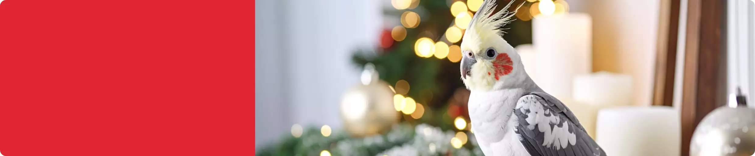 Cockatiel perched in front of ornaments & Christmas tree 