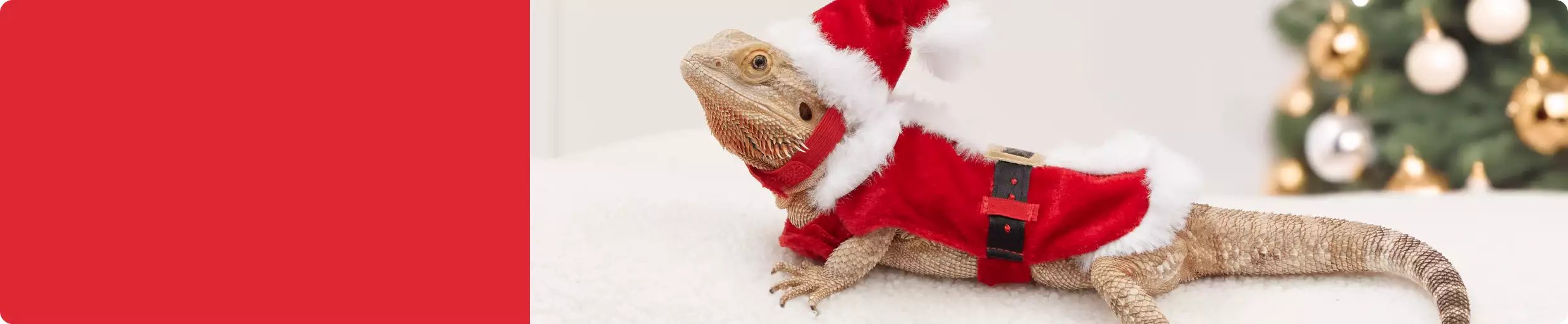 Bearded dragon wearing Santa hat & outfit