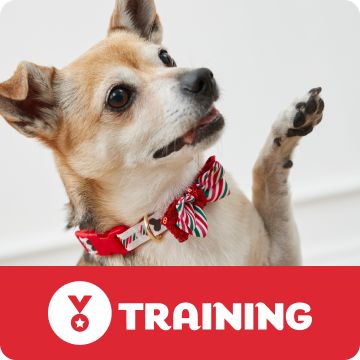 Dog wearing a festive collar & a Training logo