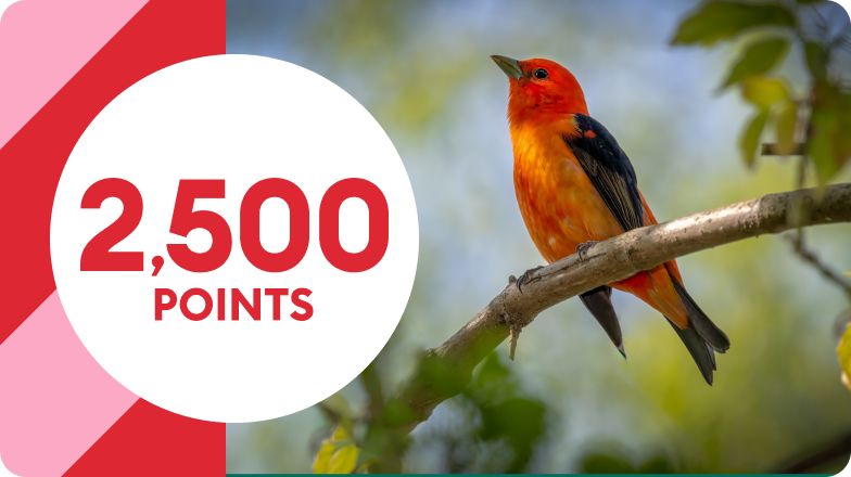 2,500 POINTS with small multicolored bird on branch