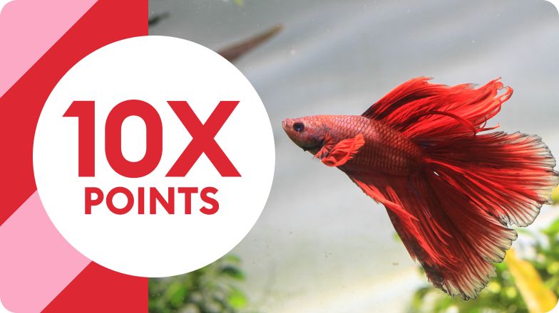 10X POINTS with fancy-finned fish