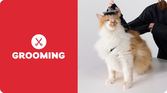 Grooming logo with a cat getting its head brushed by a stylist