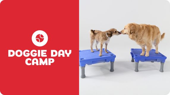 Doggie Day Camp logo with two dogs standing on platforms