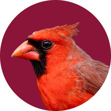 Red cardinal close up
