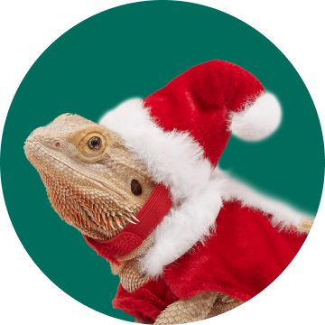 Iguana in santa outfit