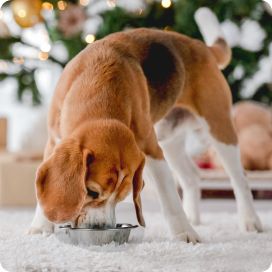dog eating from bowl