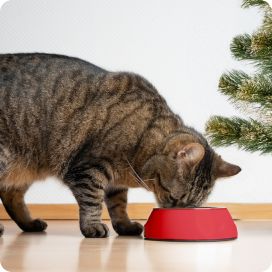 cat eating from bowl