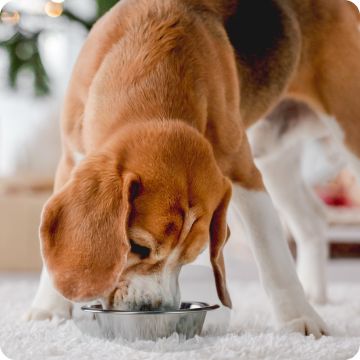 Dog eating out of a bowl