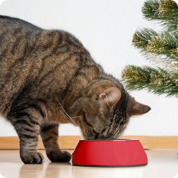 Cat eating food out of a bowl
