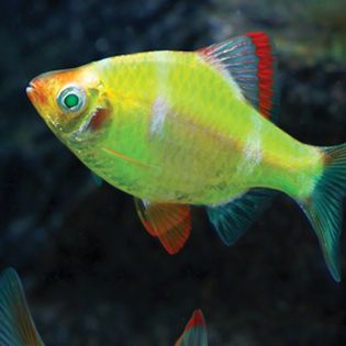 Semi-aggressive tropical fish