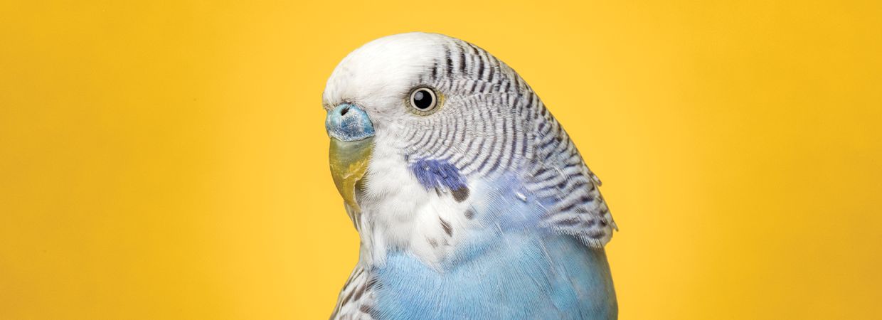 Normal Weights in Companion Birds - Everything Birds Online