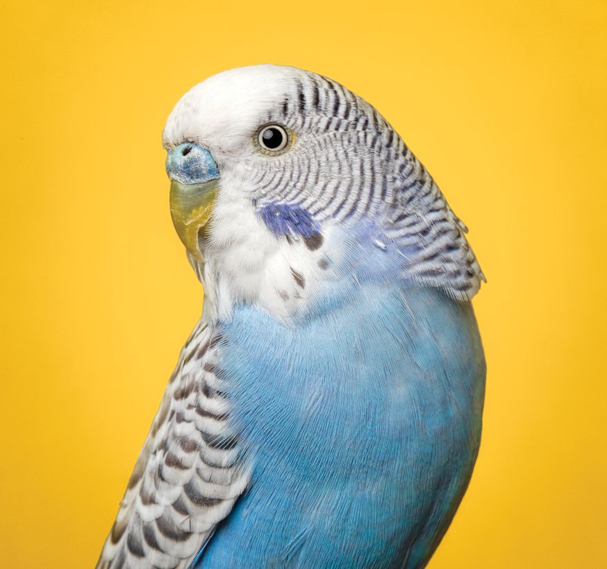 Petsmart shop talking birds