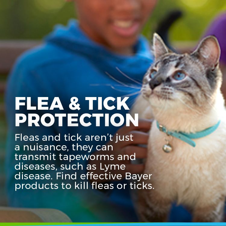 bayer cat flea medicine
