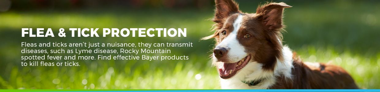 bayer dog products